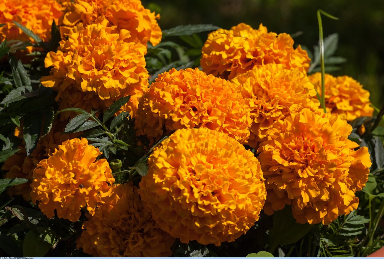 Бархатцы Купид