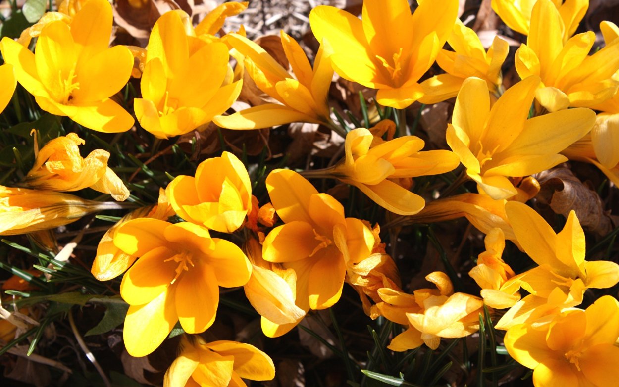 Крокус Ботанический Шафран