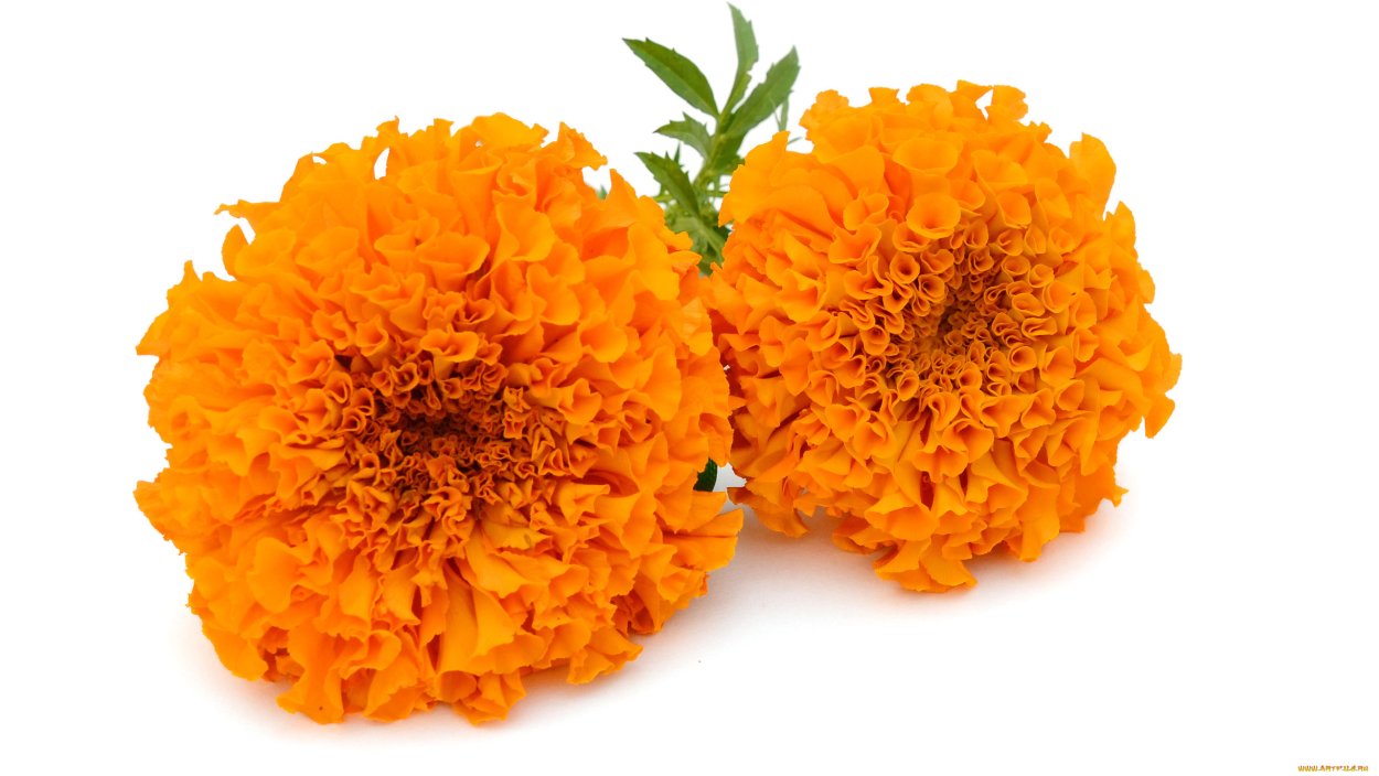 Цветы шафраны и бархатцы