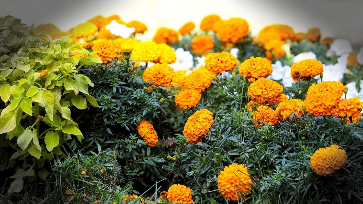 Портулак, Виола, бархатцы