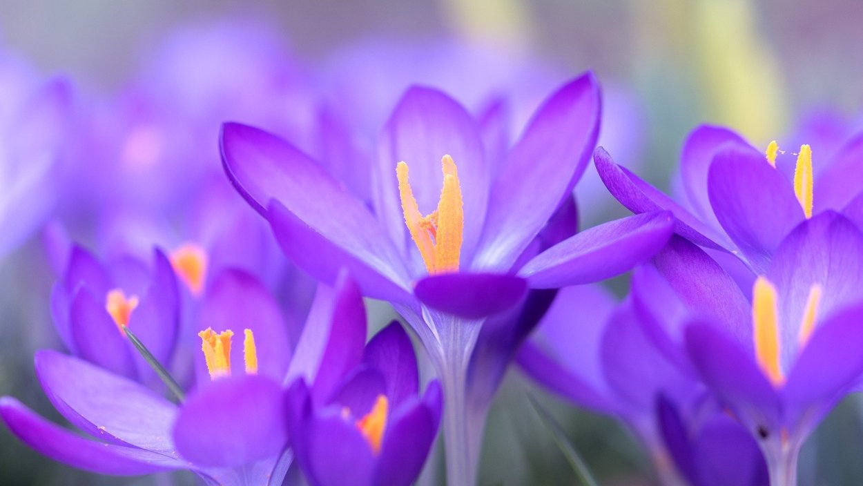 Крокус Шафран