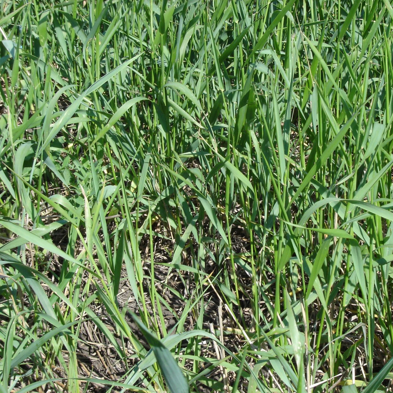 Семена пырея