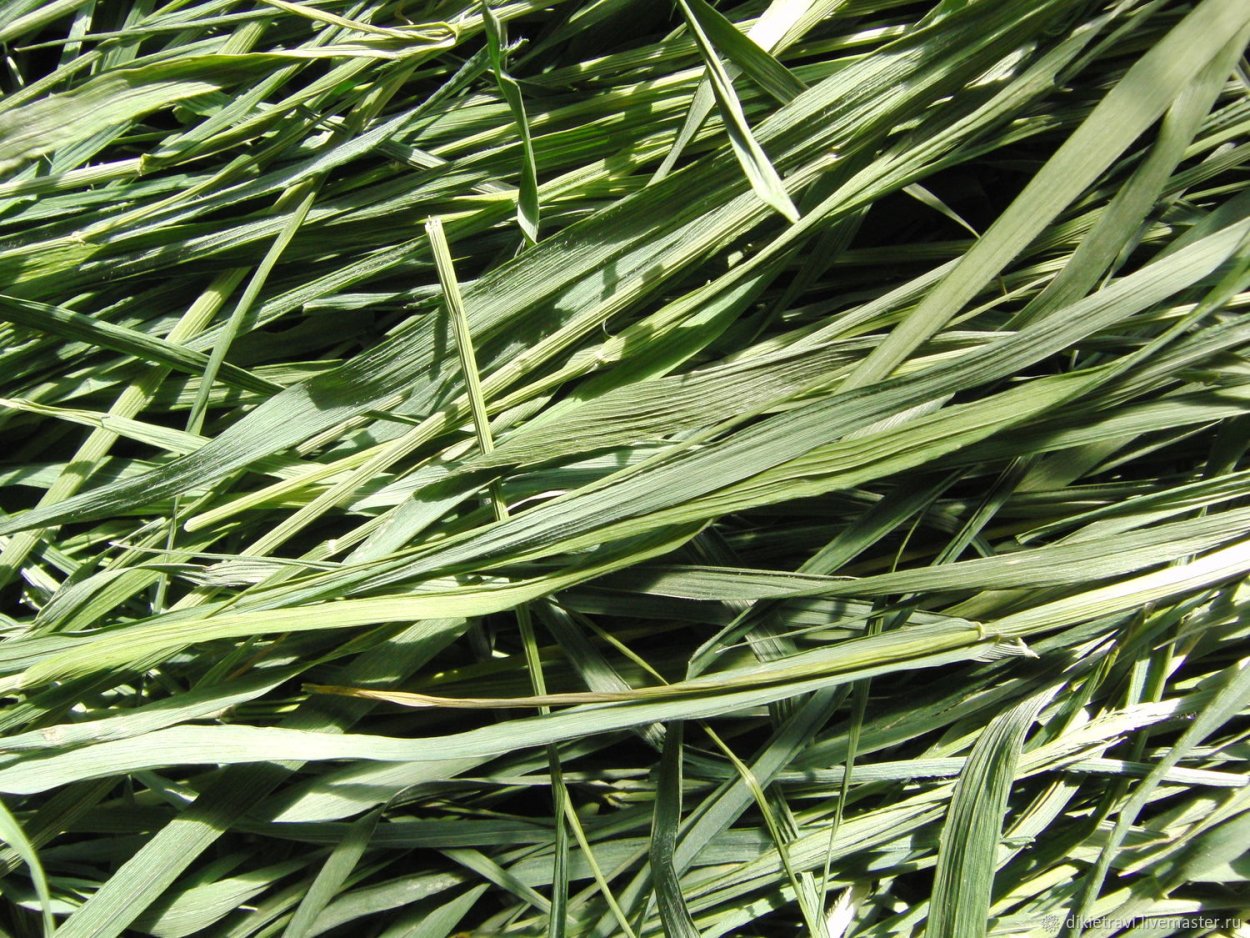 Мятлик однолетний – POA annua