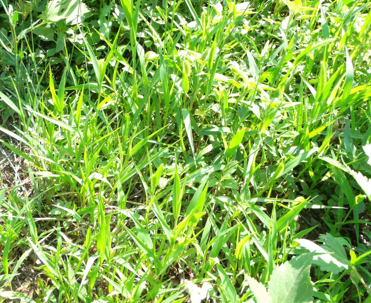 Просо сорнополевое (сорное)