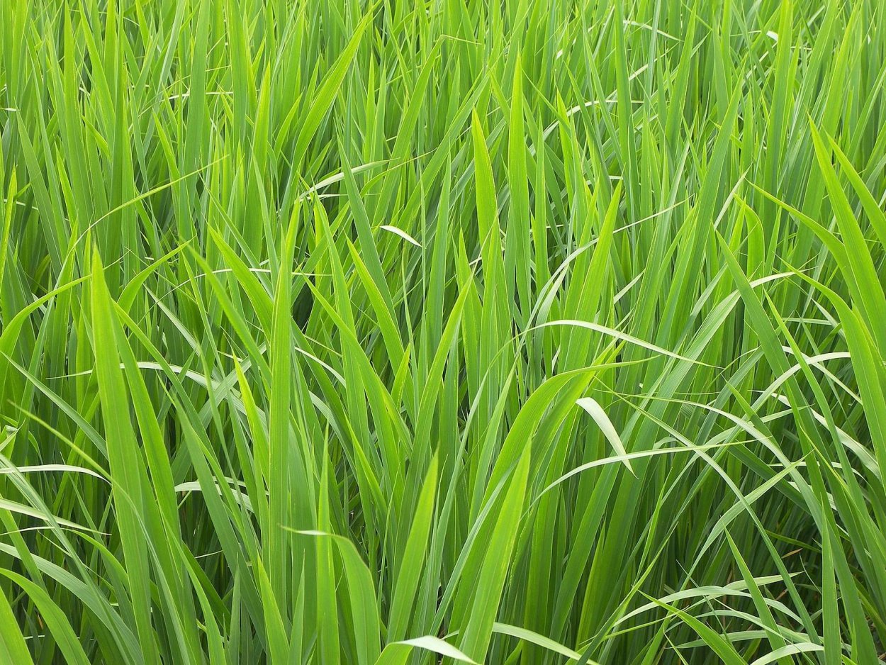 Мятлик газон пырей