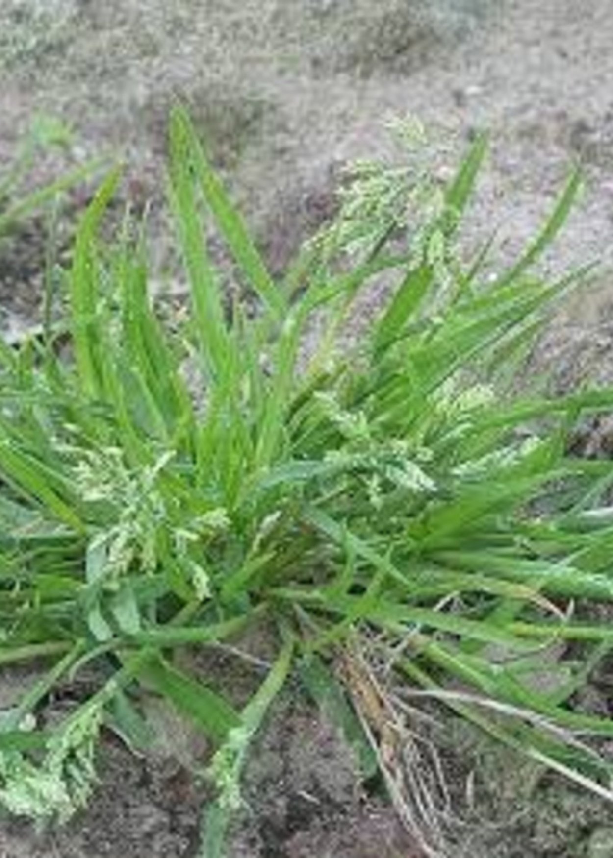 Bermuda grass трава