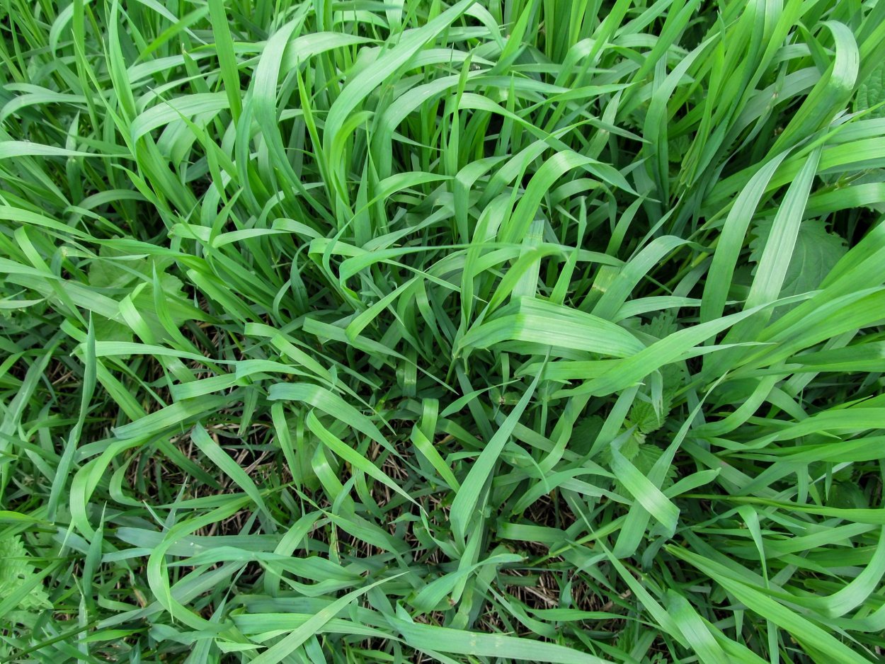 Райграс многолетний платинум