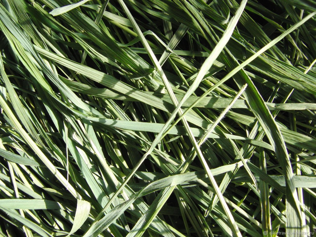 Растение мятлик Луговой