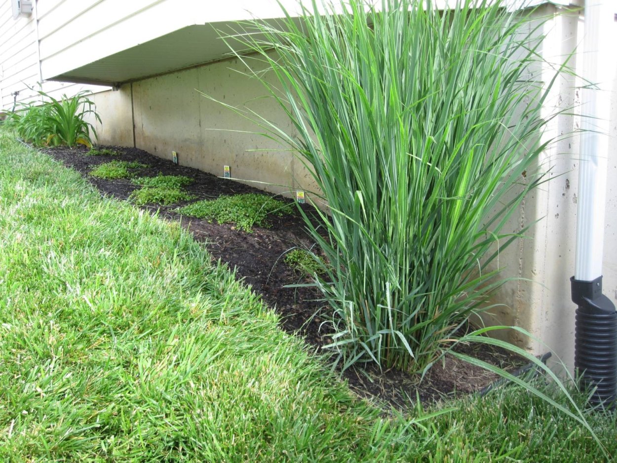 Мятлик пырей