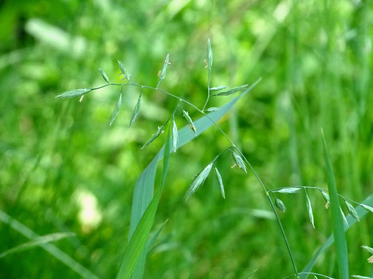 Райграс Луговой