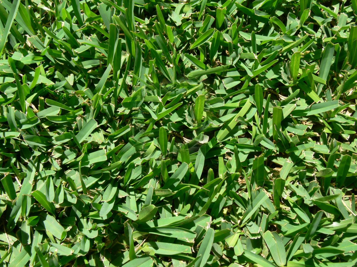 Трава Свинорой на газоне