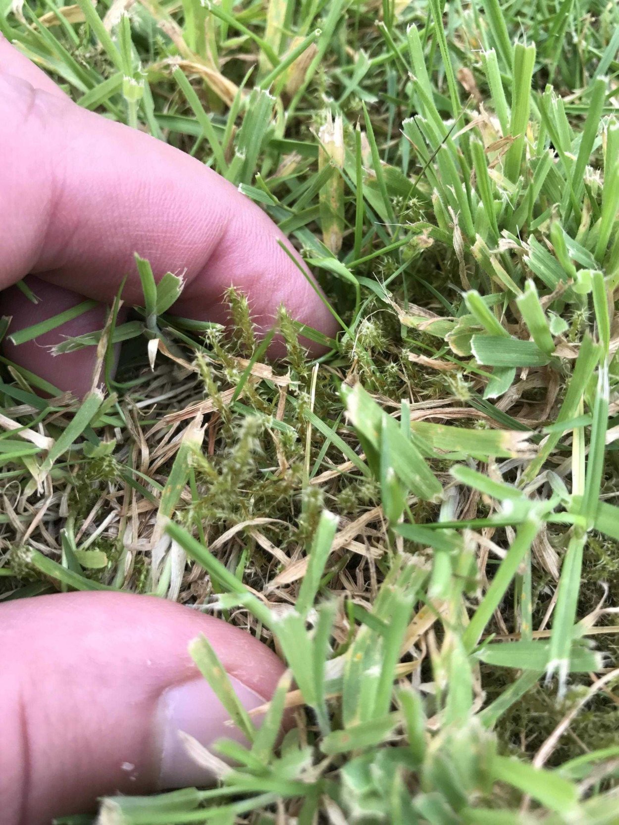 Пырей ростки