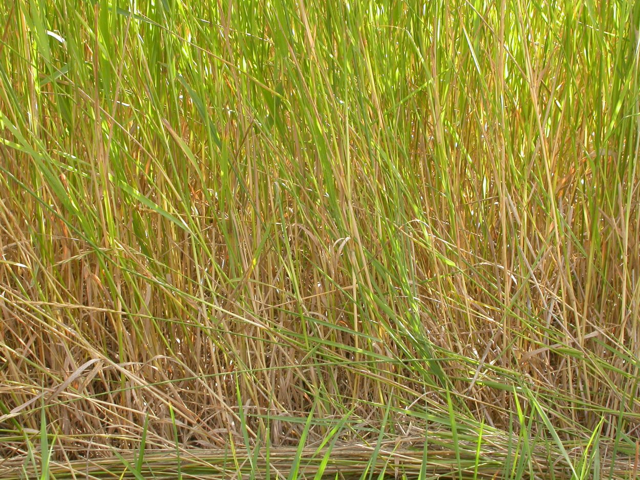 Осока пенсильванская