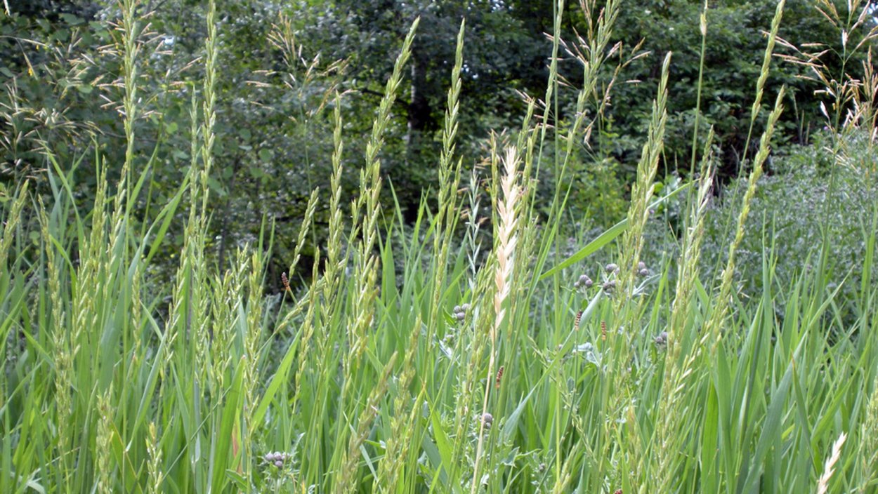 Плевел и пырей