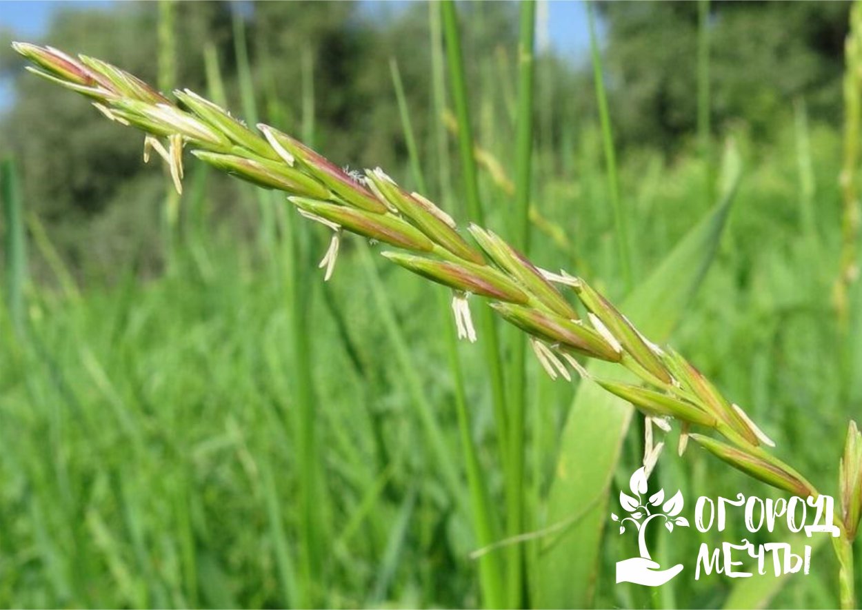 Пырей и сныть