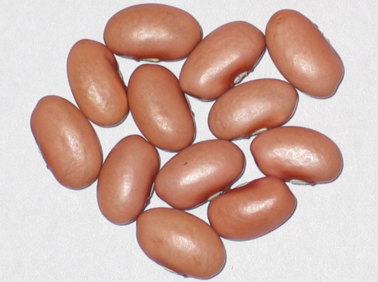 Зернышко Боба