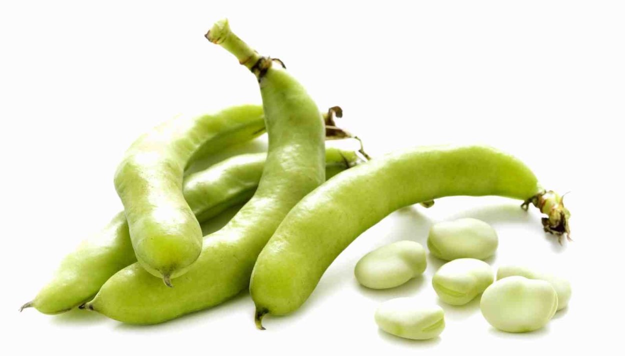 Конские Бобы на белом фоне