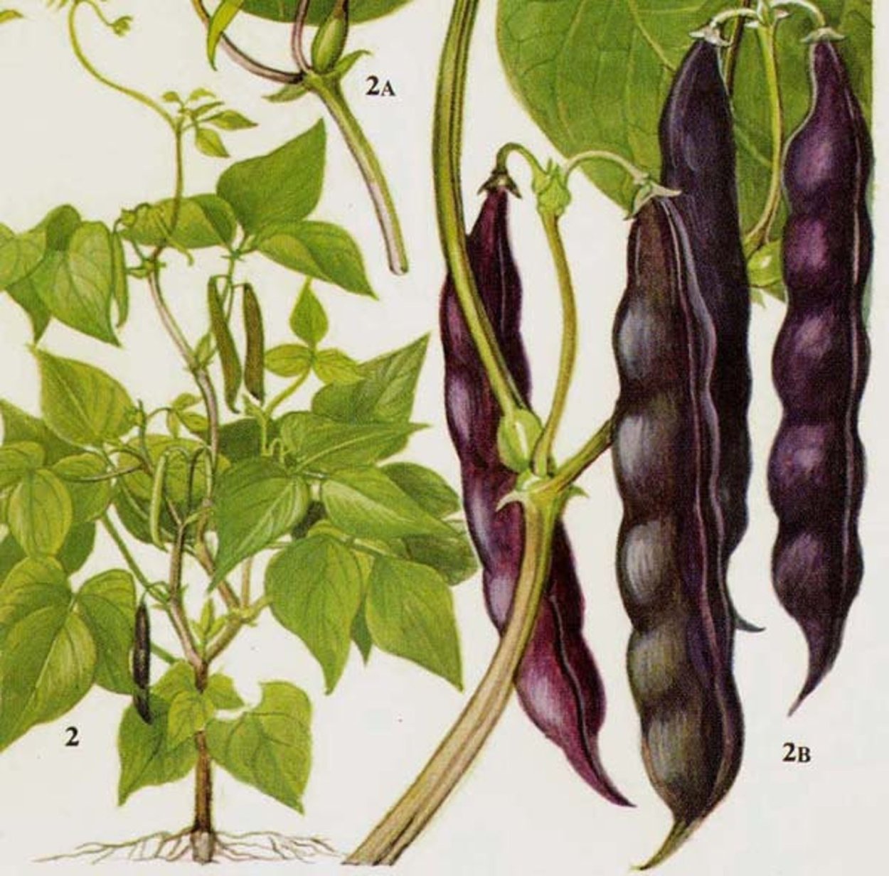 Дремоносные Бобы