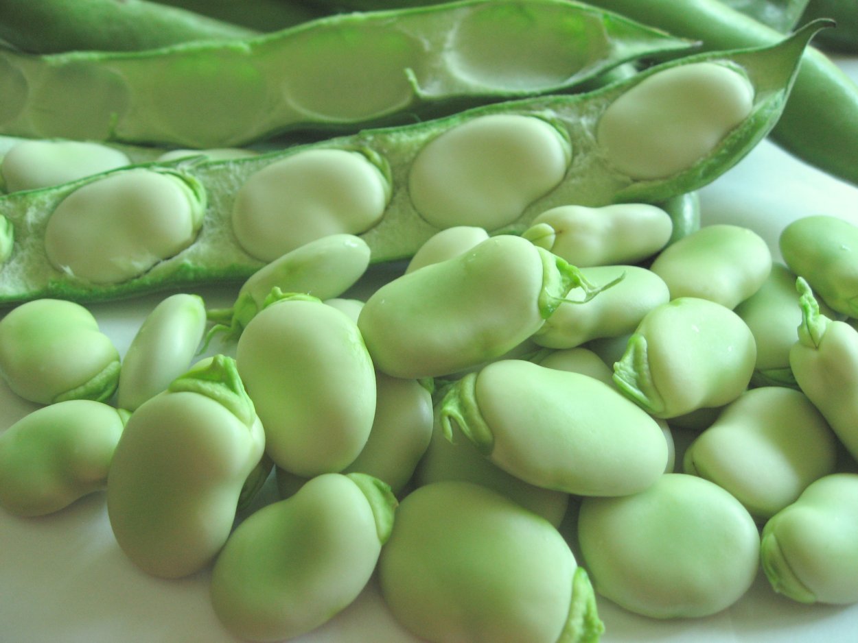 Бобы (Vicia Faba).
