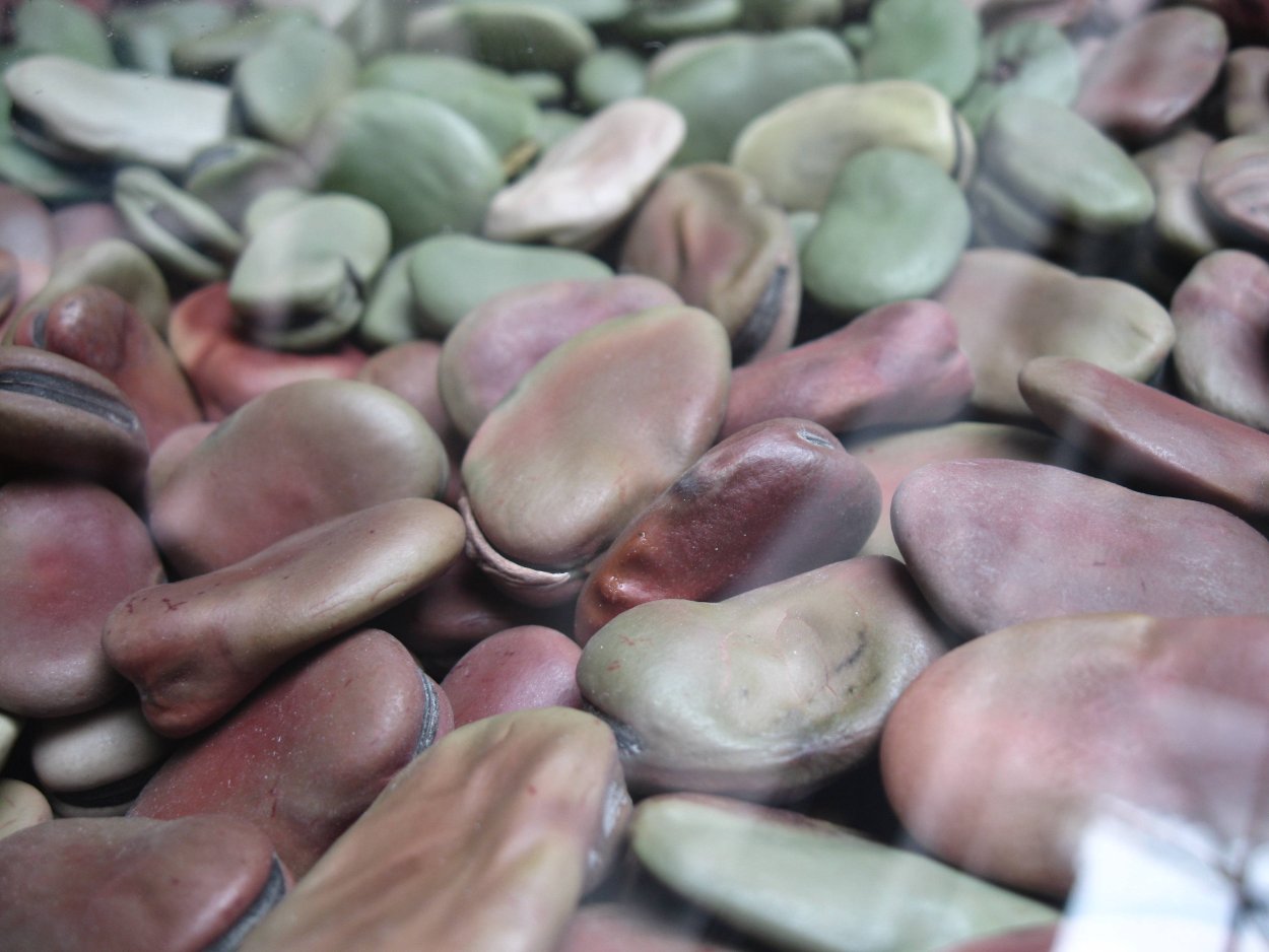 Бобы плоские