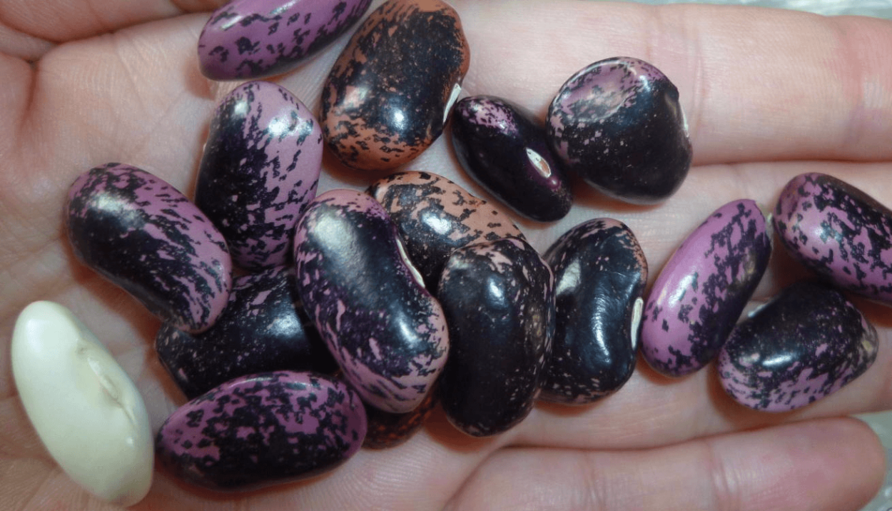 Фасоль турецкая сорта