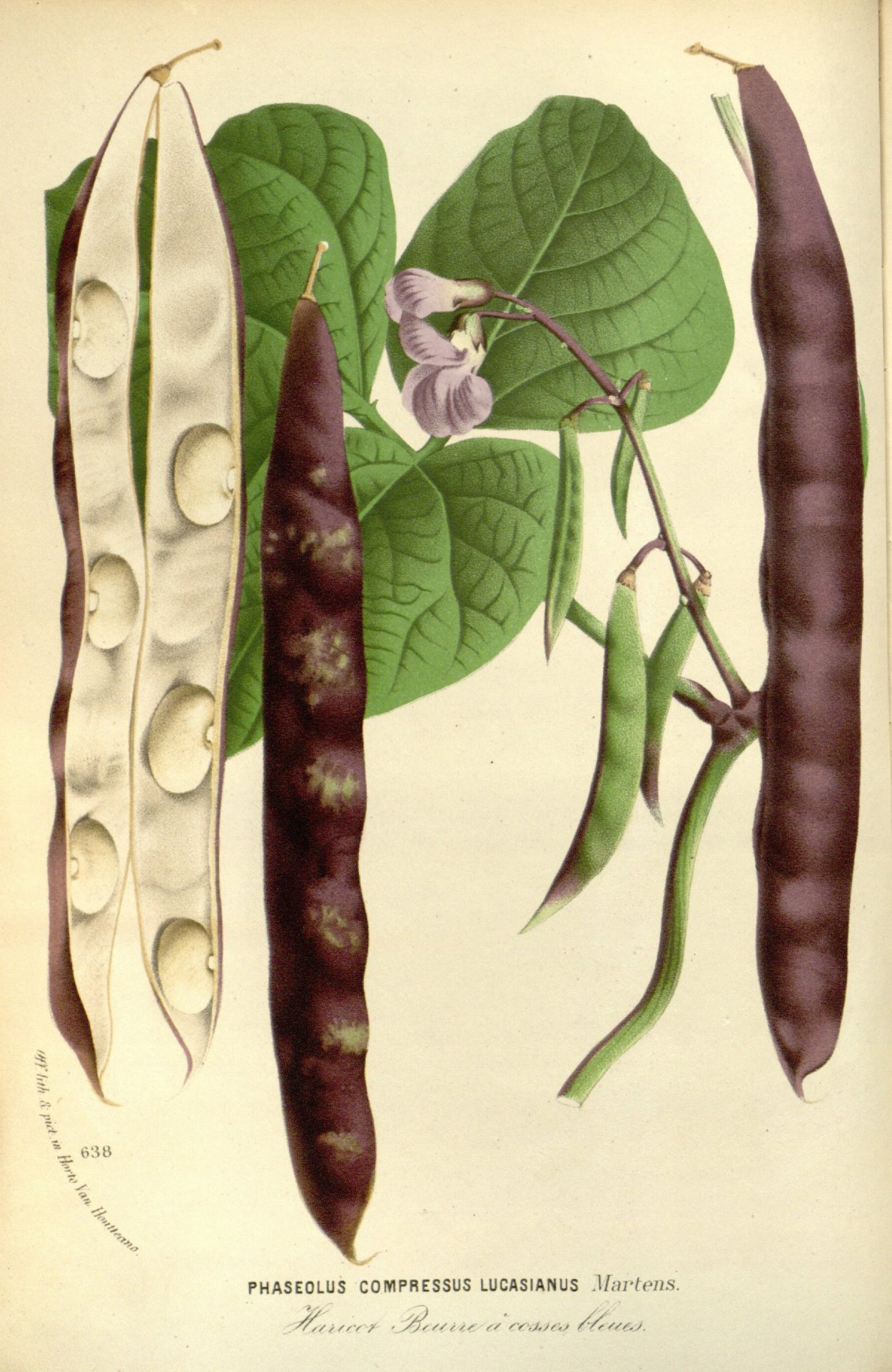 Фасоль обыкновенная Phaseolus vulgaris l.