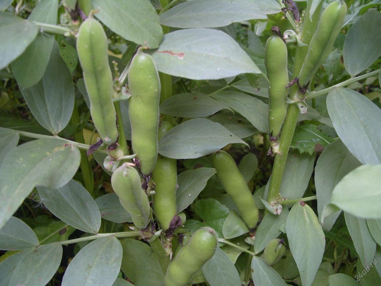 Бобы на грядке