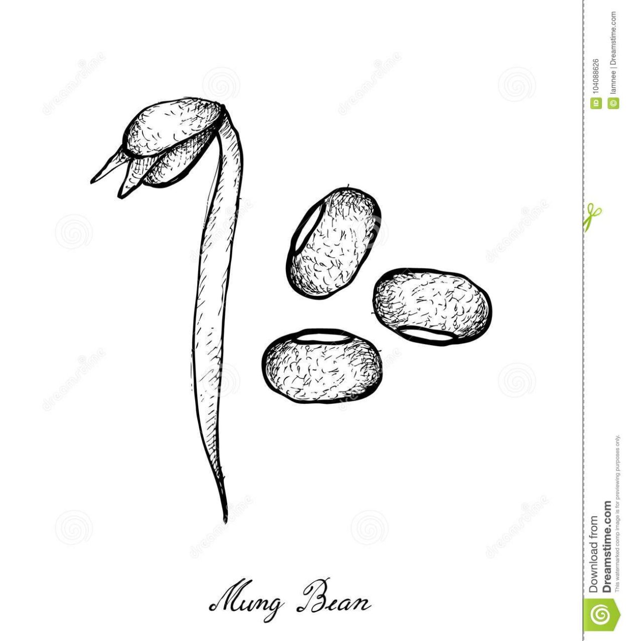 Раскраска для малышей семя фасоли