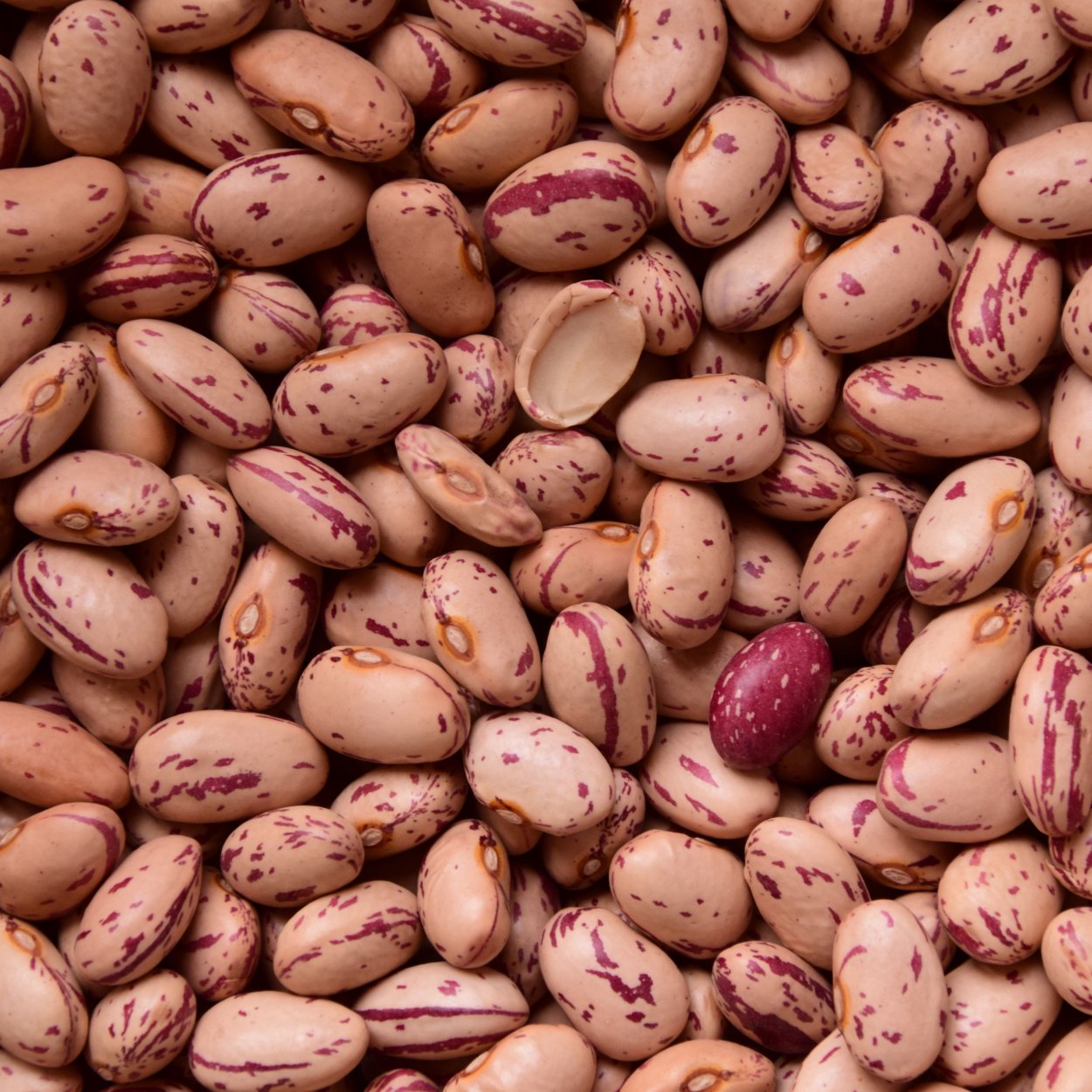 Фасоль растение