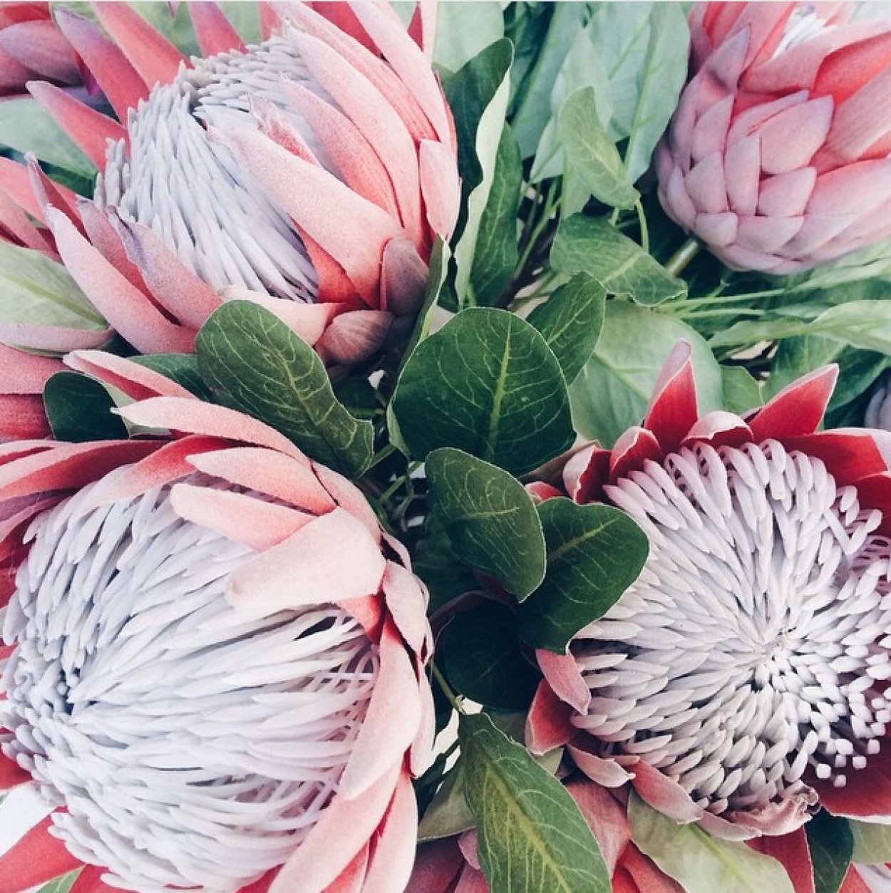 Протея из гофробумаги