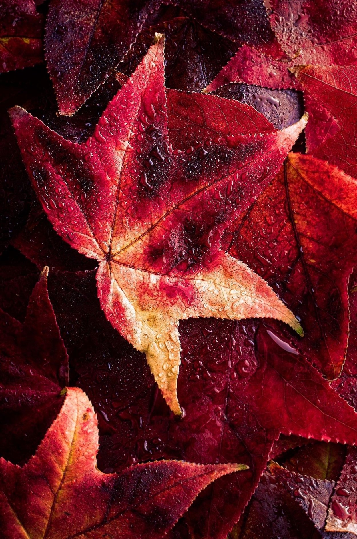 Бордовые листья осенью