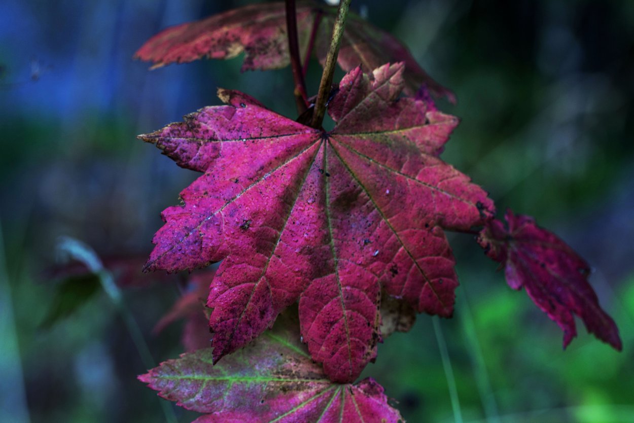 Клен с бордовыми листьями