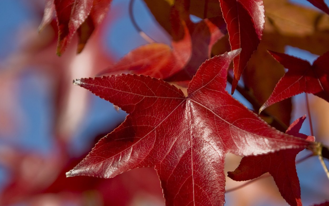 Багряные листья