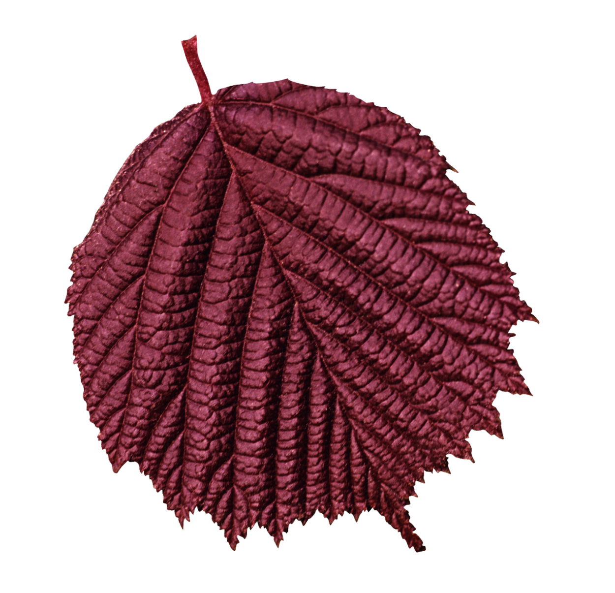 Листья деревьев