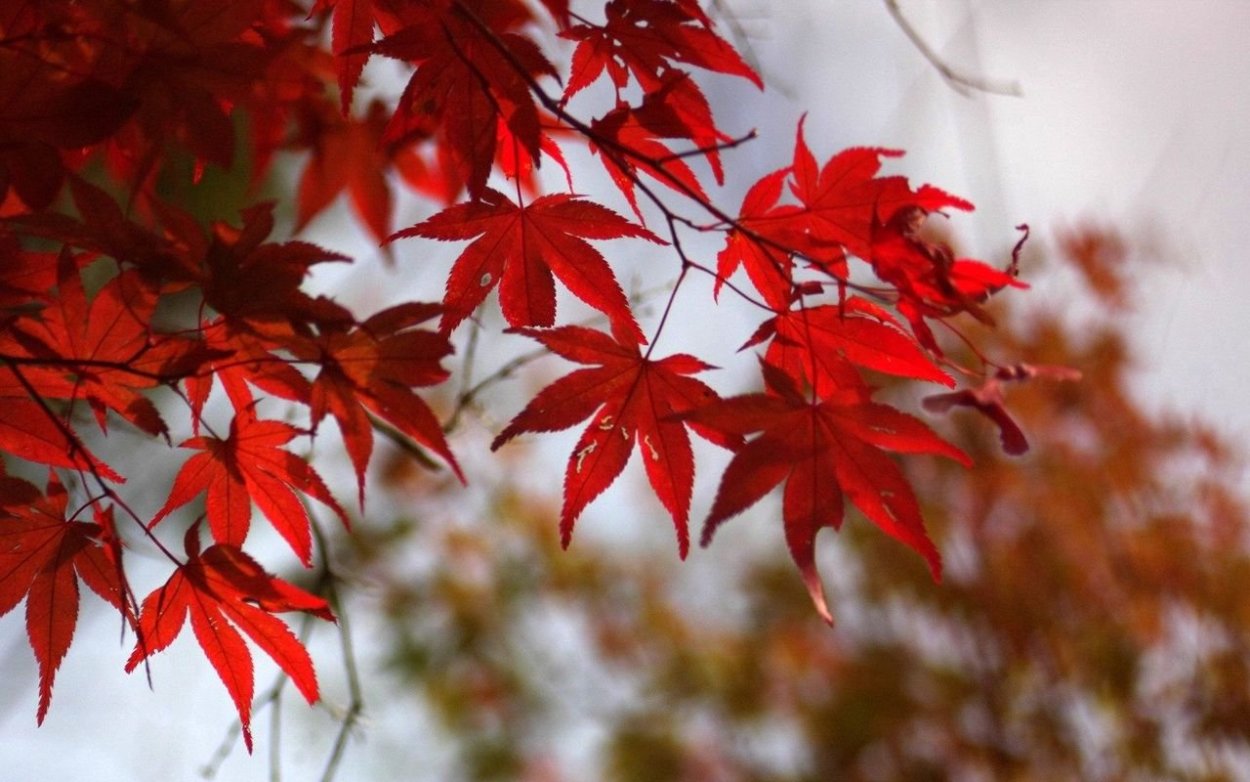 Красный лист
