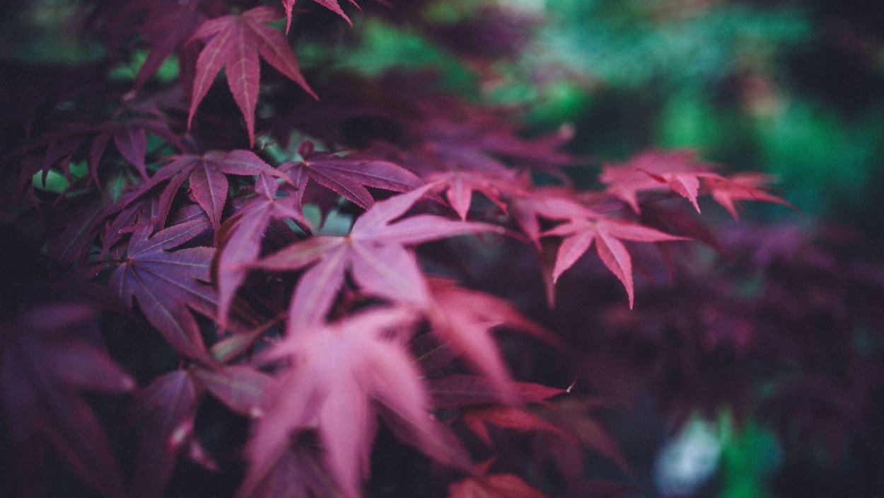 Клен с темно фиолетовыми листьями