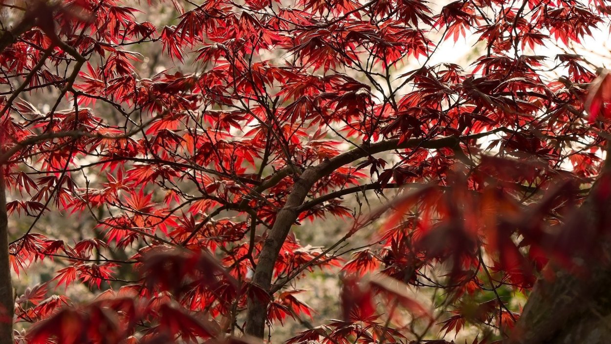 Клен японский красный веерный