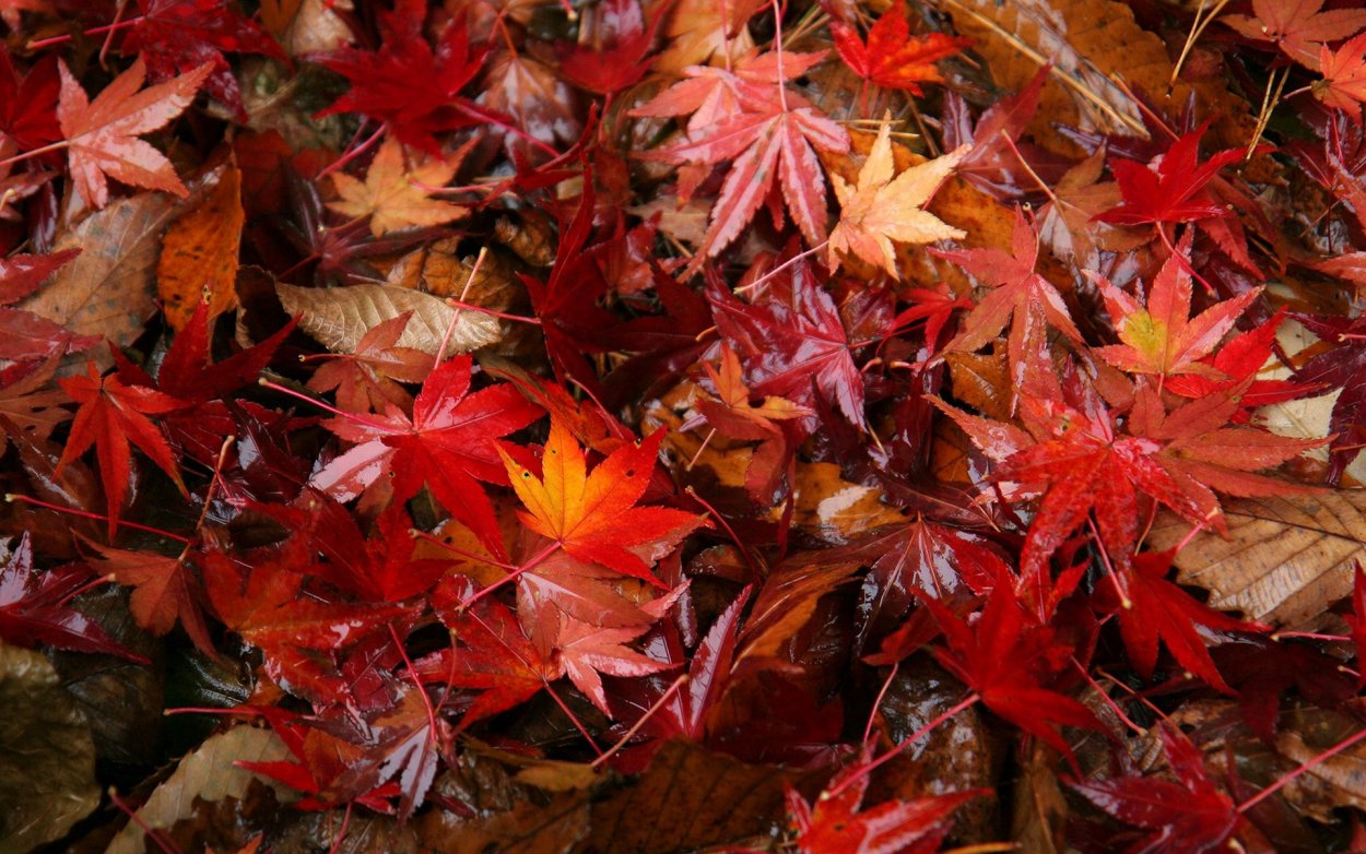 Опавшие красные листья