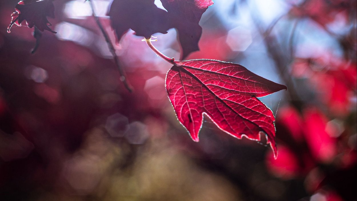 Красный кригтябрь