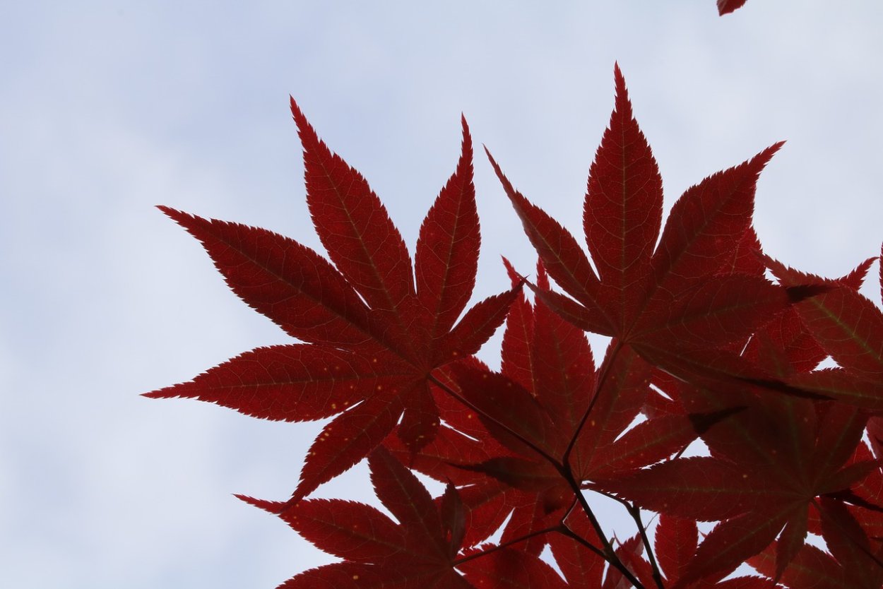 Бордовые листья