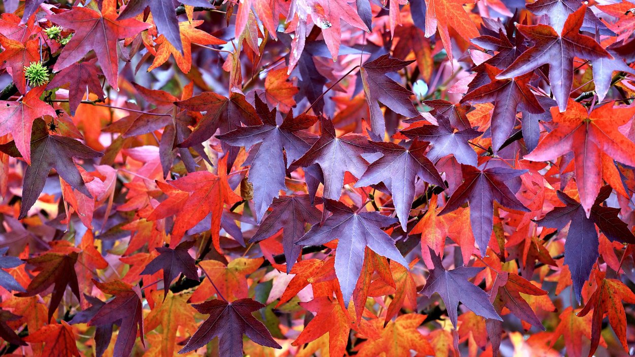 Кленовый лист бордовый