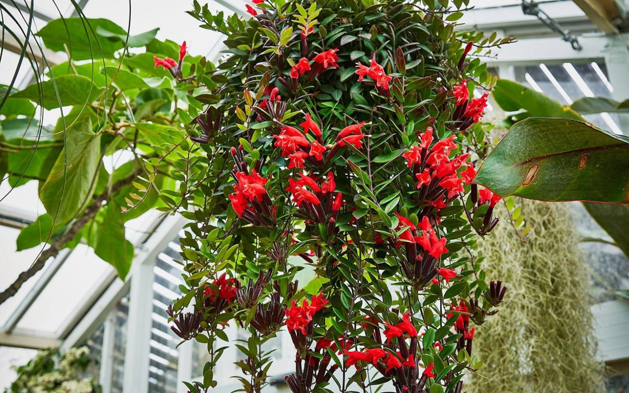 Эсхинантус великолепный (Aeschynanthus speciosus)