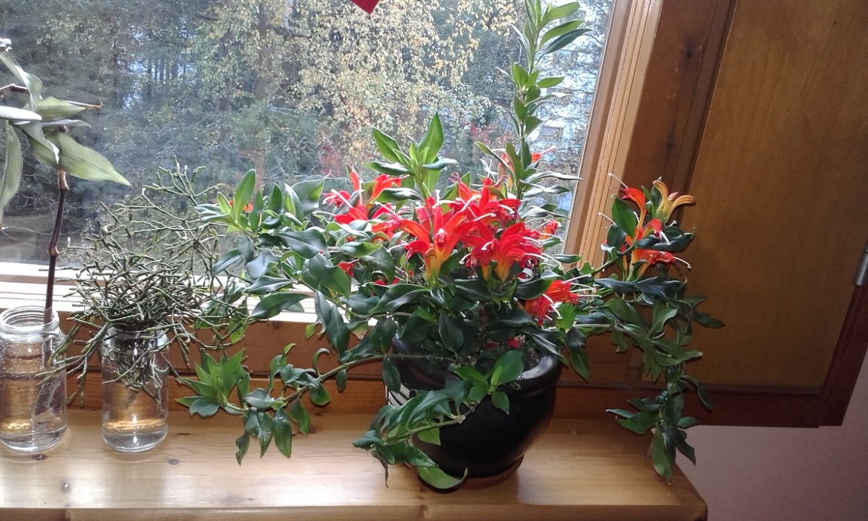 Эсхинантус великолепный (Aeschynanthus speciosus)