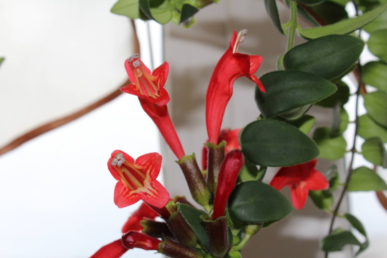 Эсхинантус Специозус