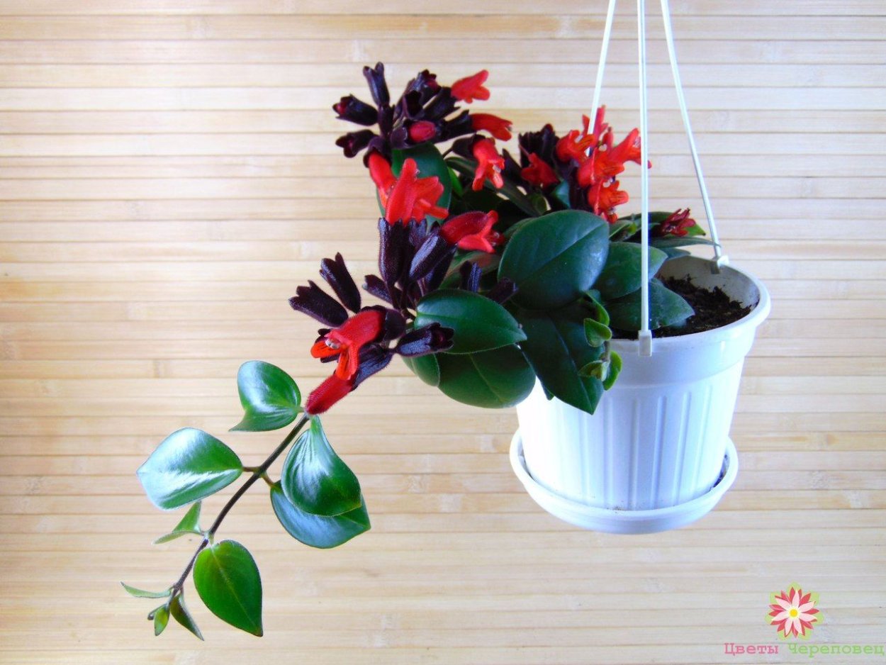 Эпифиллум ангулигер