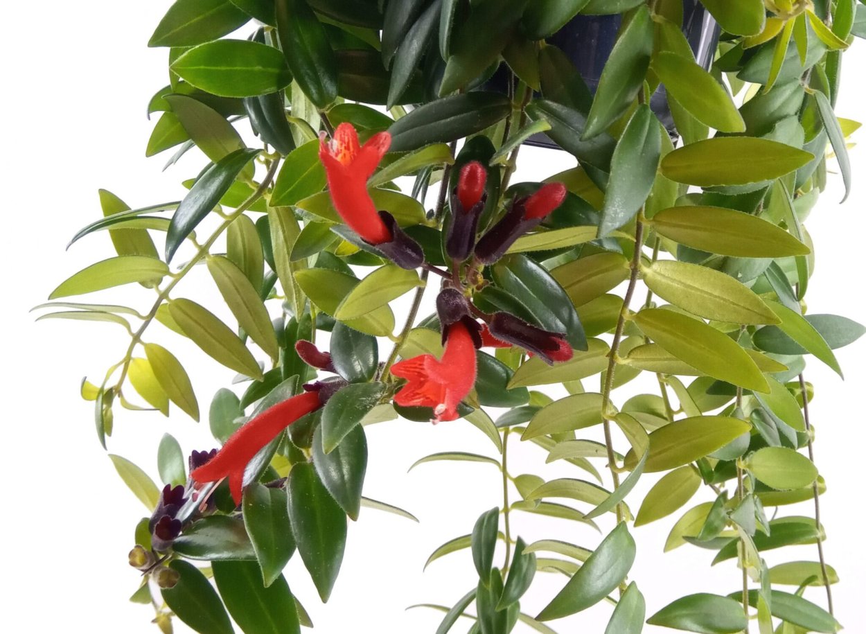 Эсхинантус Биг Эппл