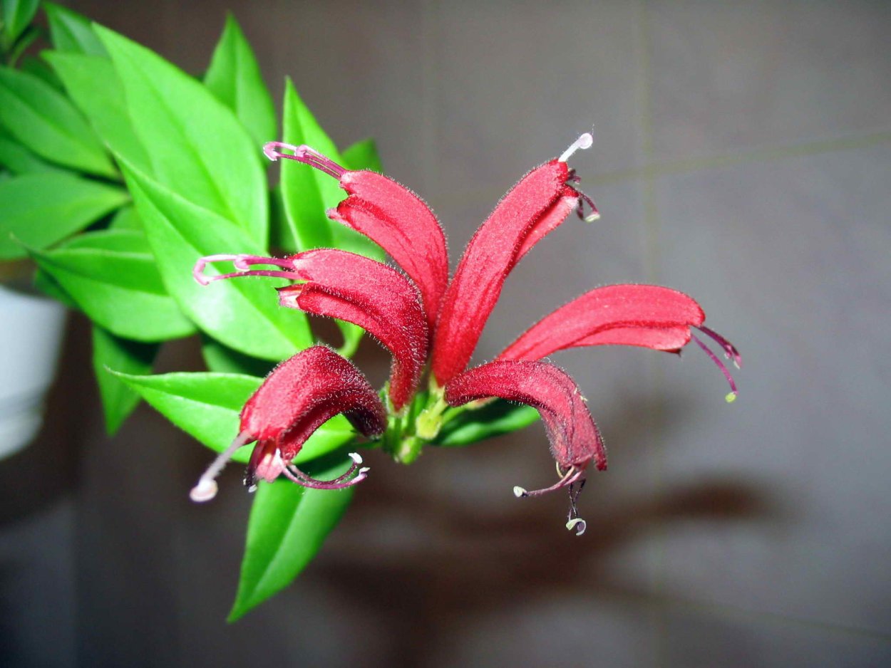 Эсхинантус длинностебельный