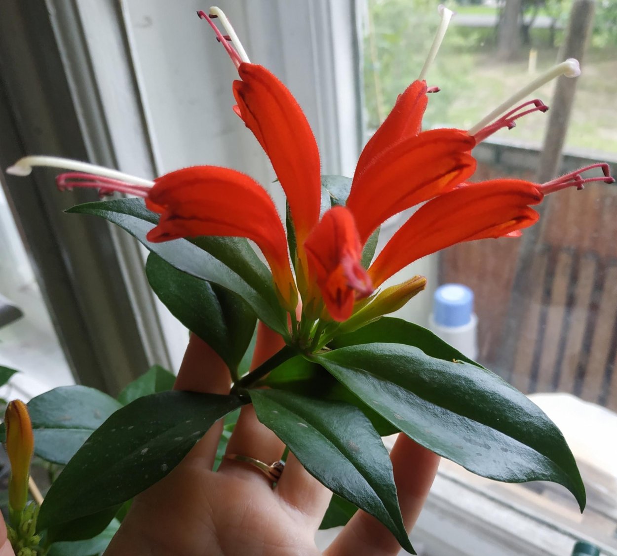 Эсхинантус мраморный