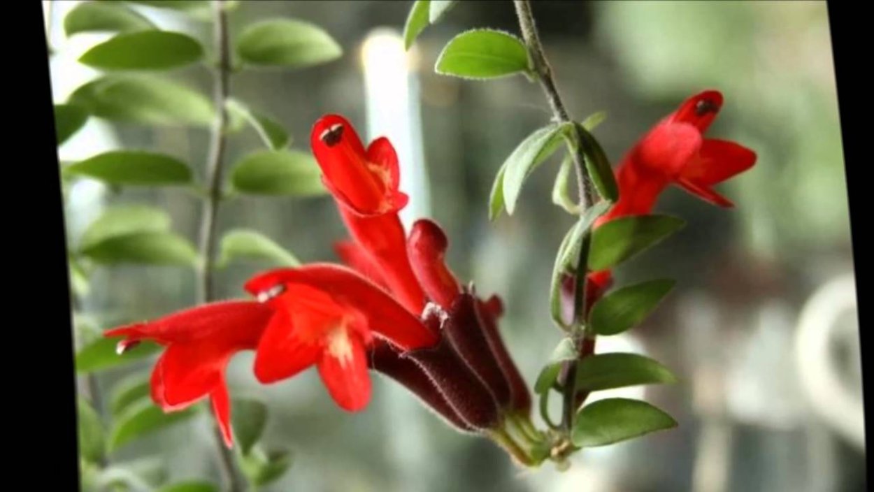 Суккулент Котиледон Пенденс