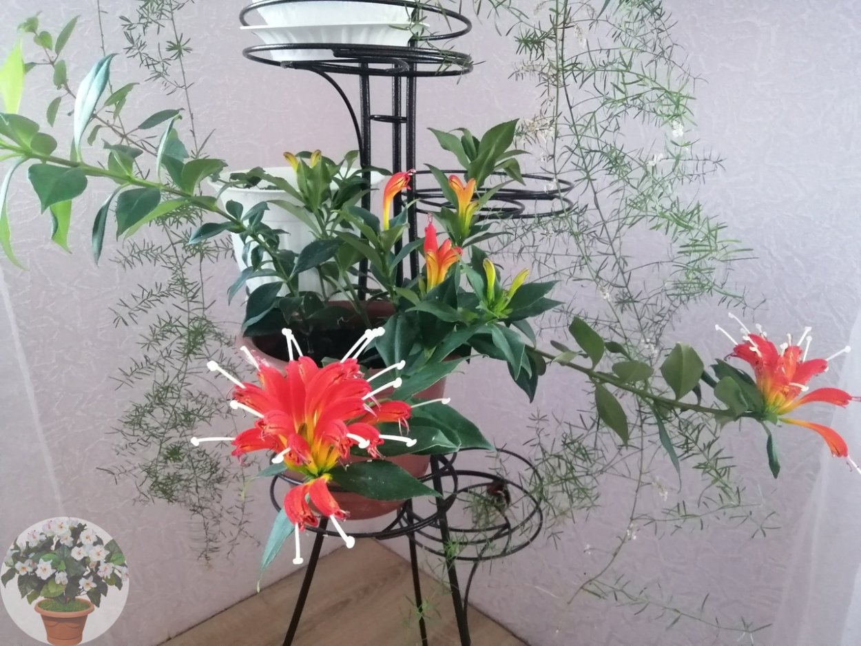 Эсхинантус Каролина цветок